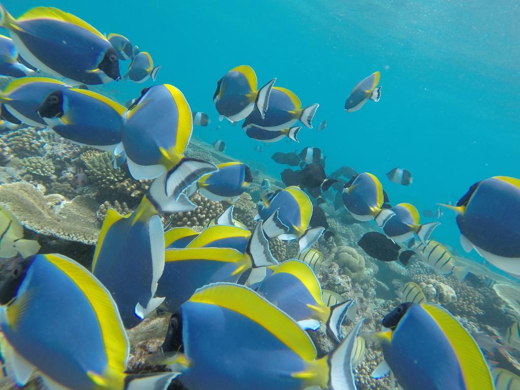 فندق راسدهو كورالفيل Rasdhoo المظهر الخارجي الصورة