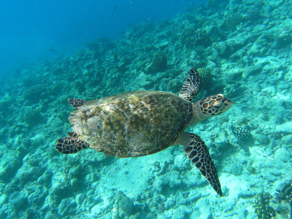 فندق راسدهو كورالفيل Rasdhoo المظهر الخارجي الصورة