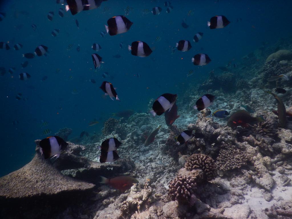 فندق راسدهو كورالفيل Rasdhoo المظهر الخارجي الصورة
